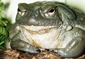 Alvarius: Colorado river / Sonoran desert TOAD - close-up
