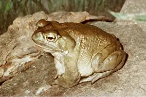 Toad: Colorado river / Sonoran desert TOAD - on rock