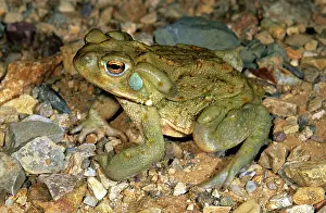 Alvarius: Colorado River Toad