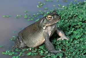 Alvarius: Colorado River Toad