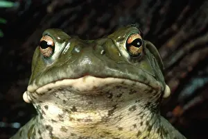 Alvarius: Colorado River Toad