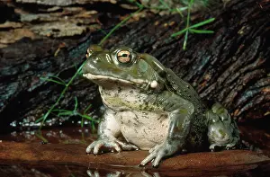 Alvarius: Colorado River Toad