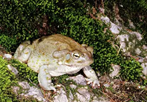 Anurans: Colorado River Toad