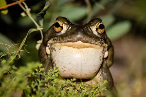 090919: Colorado River toad (Incilius alvarius), also known