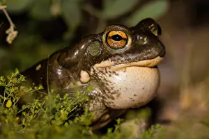 090919: Colorado River toad (Incilius alvarius), also known