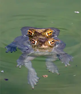 090919: Colorado River toad (Incilius alvarius), also known