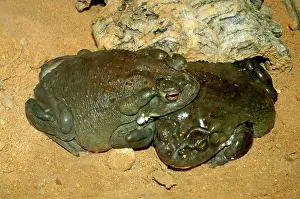Alvarius: Colorado River Toads