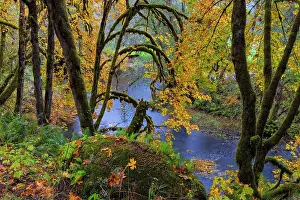 Maple: Colorful autumn maples along Humbug Creek in Clatsop