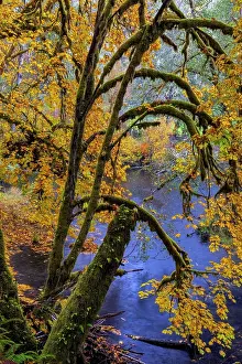 Maple: Colorful autumn maples along Humbug Creek in Clatsop