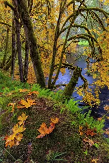 Maple: Colorful autumn maples along Humbug Creek in Clatsop