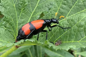 Carrion: his colorful black and orange beetle is called a carrion bee