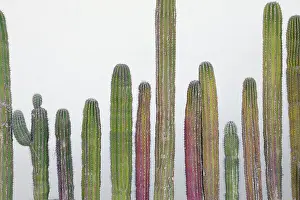 Mcroberts: Colorful cactus. Cabo San Lucas, Mexico