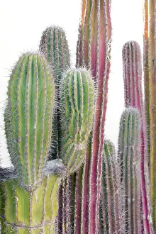 Mcroberts: Colorful cactus. Cabo San Lucas, Mexico