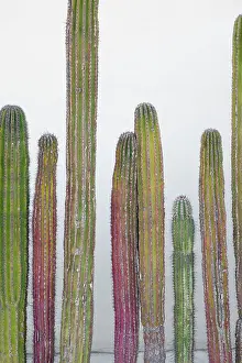 Mcroberts: Colorful cactus. Cabo San Lucas, Mexico
