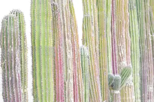 Mcroberts: Colorful cactus. Cabo San Lucas, Mexico