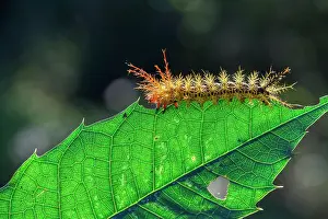Spines: Colorful caterpillar with spines on one leaf, Iguazu
