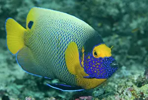Pomacanthus: Colorful Emperor Angelfish (Pomacanthus