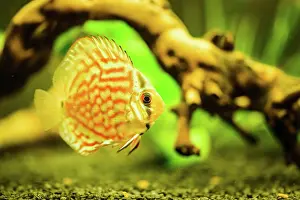 Weight: Colorful fish from the spieces discus (Symphysodon)