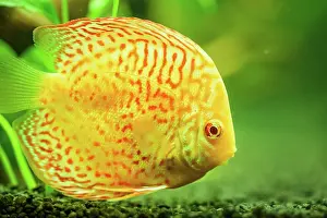 Weight: Colorful fish from the spieces discus (Symphysodon)