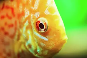 Weight: Colorful fish from the spieces discus (Symphysodon)