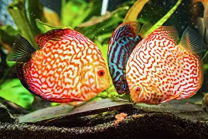 Romantic: Colorful fish from the spieces discus (Symphysodon)