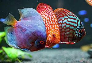 Concept: Colorful fish from the spieces discus (Symphysodon)