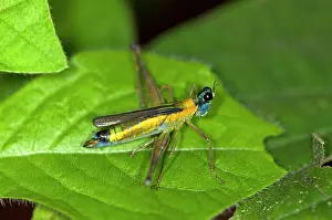 Nacional: Colorful grasshopper (Eumastax vittata napoana)