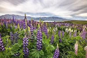 Lupin: Colorful Large-leaved lupins (Lupinus polyphyllus)