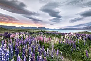 Canterbury: Colorful Large-leaved lupins (Lupinus polyphyllus)
