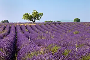 Aromatic: Colorful lavender fields along the Valensole