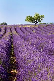 Aromatic: Colorful lavender fields along the Valensole