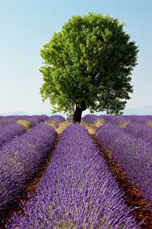 Aromatic: Colorful lavender fields along the Valensole