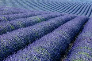 Aromatic: Colorful lavender along the Valensole Plateau