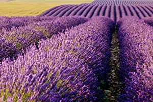 Aromatic: Colorful lavender along the Valensole Plateau