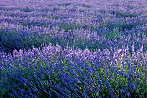 Aromatic: Colorful lavender along the Valensole Plateau