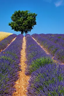 Aromatic: Colorful lavender and wheat fields along