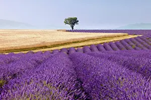 Aromatic: Colorful lavender and wheat fields along