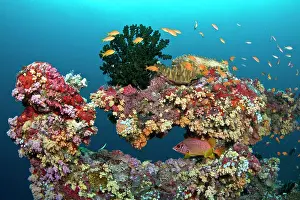 Sponges: Colorful Marine Sponges and Soft Corals (Dendronephthya sp)