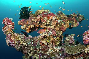 Sponges: Colorful Marine Sponges and Soft Corals (Dendronephthya sp)