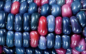 Variation: Colorful painted Native American corn (Zea