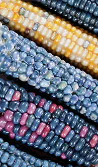 Variation: Colorful painted Native American corn (Zea