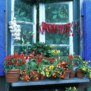 Container: Colorful peppers