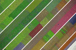 Rows: Colorful potted plants in rows, nursery, garden