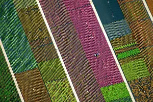 Rows: Colorful potted plants in rows, nursery, garden