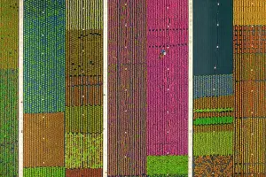 Rows: Colorful potted plants in rows, nursery, garden