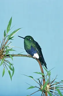 Mirabilis: COLORFUL PUFFLEG BIRD