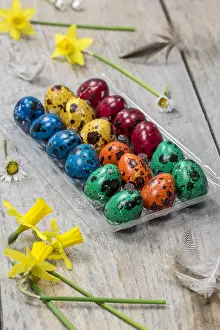 Quail: Colorful quail eggs for Easter and daffodils