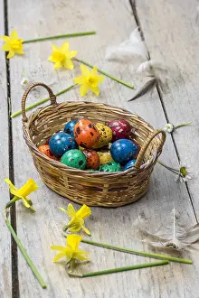 Quail: Colorful quail eggs for Easter, in a wicker basket