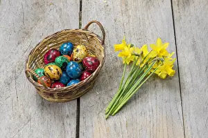 Quail: Colorful quail eggs for Easter, in a wicker basket