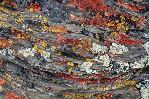 Sierra: Colorful red and yellow lichens on rocks, eastern